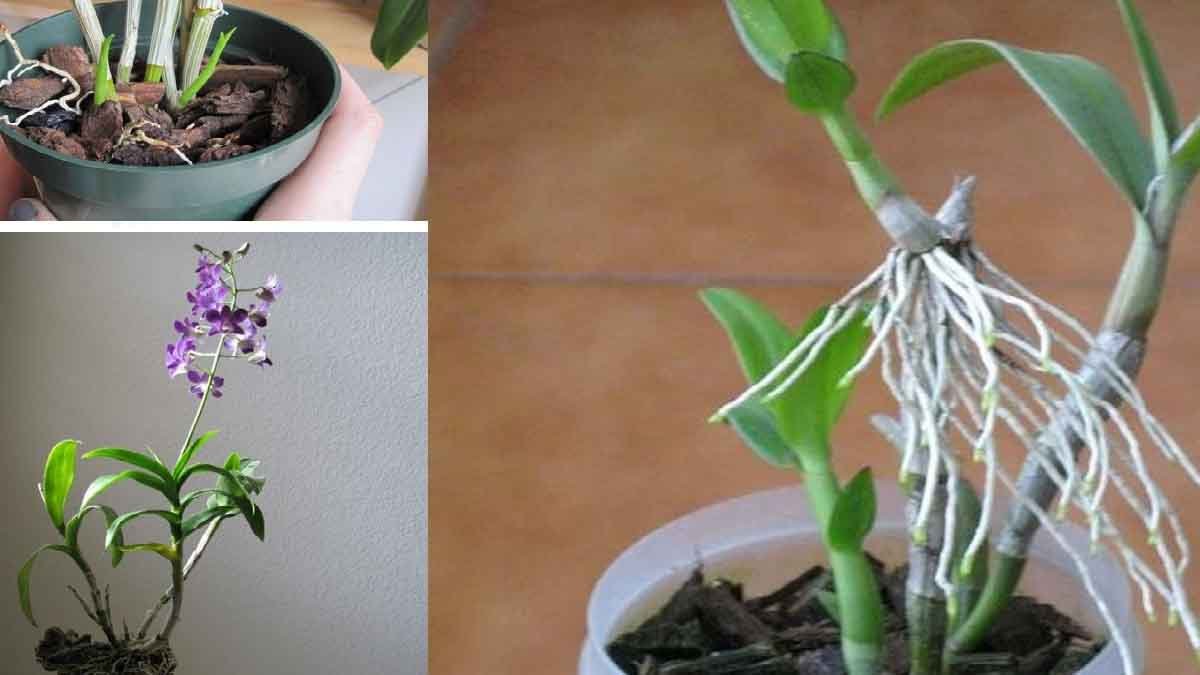 How To Propagate Orchids From Old Withered Branches A Simple Method