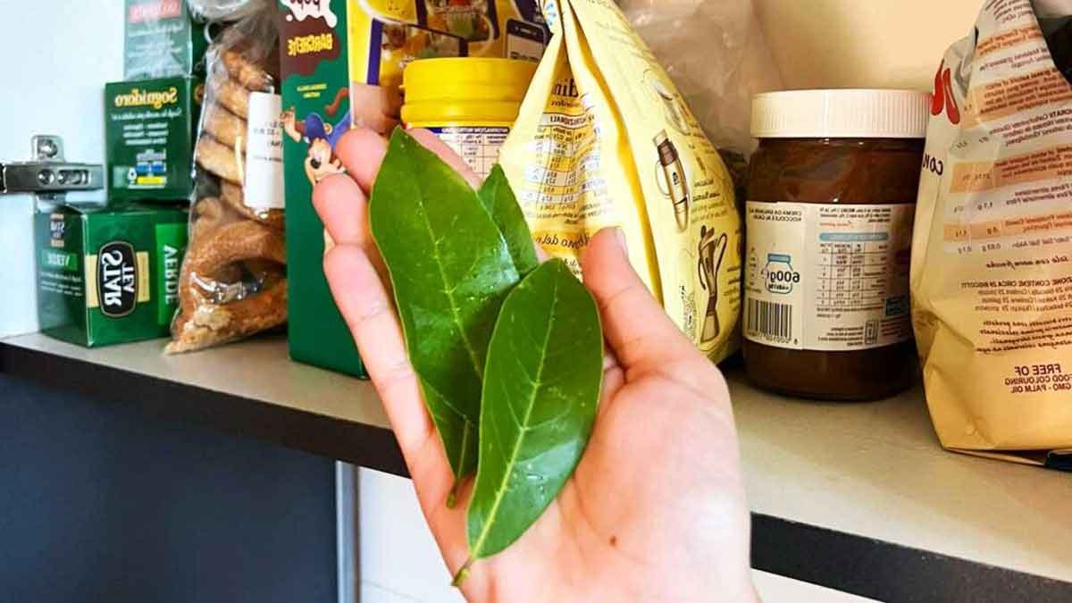 This ancestral plant is enough to repel insects in the kitchen garden