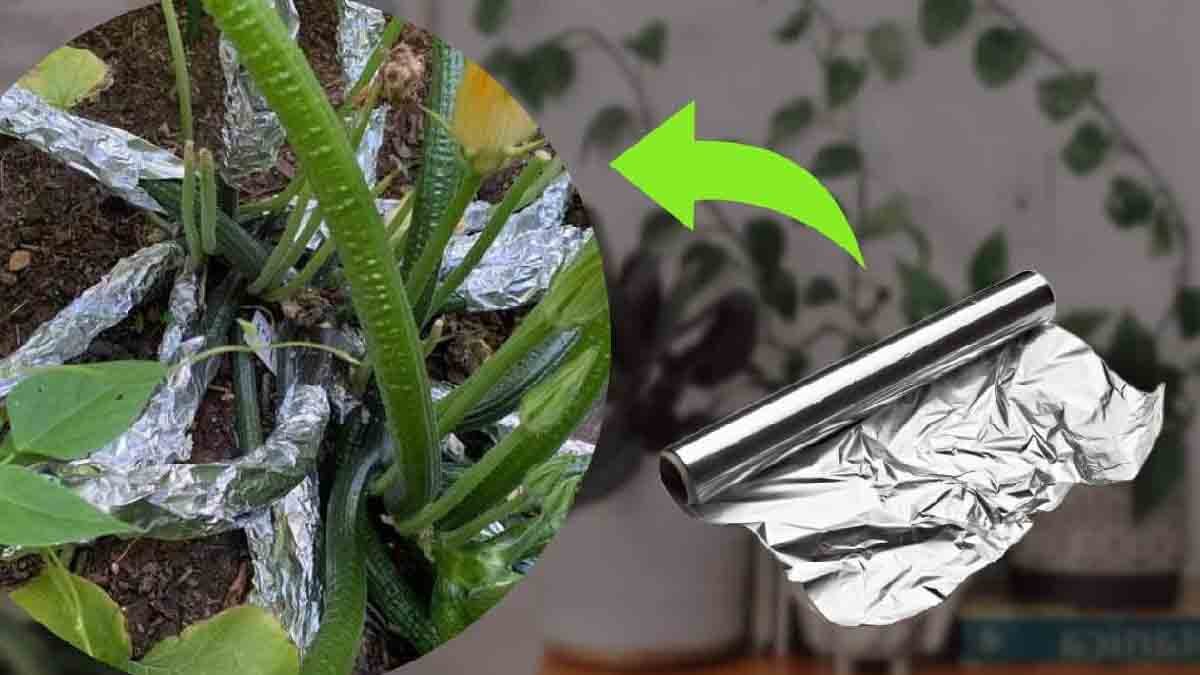 Wrapping pots in aluminum foil an infallible trick to keep rodents