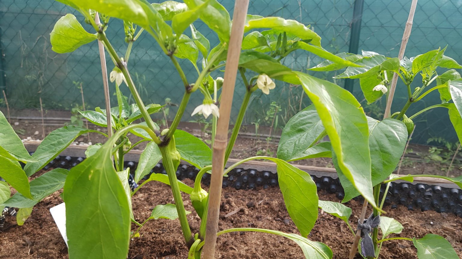 Fertilise the peppers with this product so they grow big and meaty: all ...